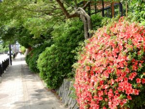 木 剪定 費用の計算方法は？高さ別の単価相場と見積もりを安くする裏ワザ