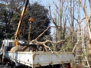 庭の抜根業者おすすめガイド｜リフォーム前に知っておきたい根の処理と美観を保つ施工法