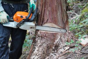 大木の伐採費用はいくら？京都の相場と安く抑えるコツ、業者選びの注意点をプロが解説