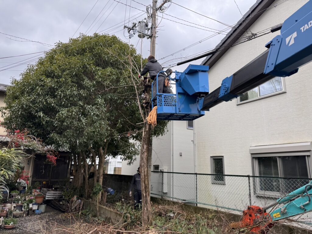 大木 伐採 費用 相場の真実｜25年のプロが教える後悔しない業者の選び方
