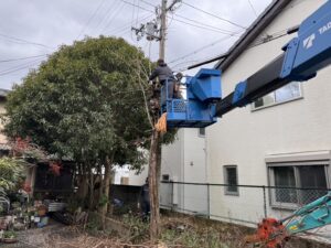 大木 伐採 費用 相場の真実｜25年のプロが教える後悔しない業者の選び方