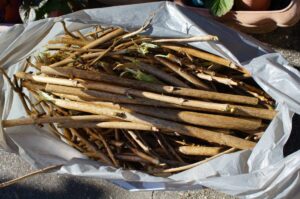 庭木 の 処分 費用 を節約！自分で捨てる方法と業者依頼の境目を京都の剪定師が伝授